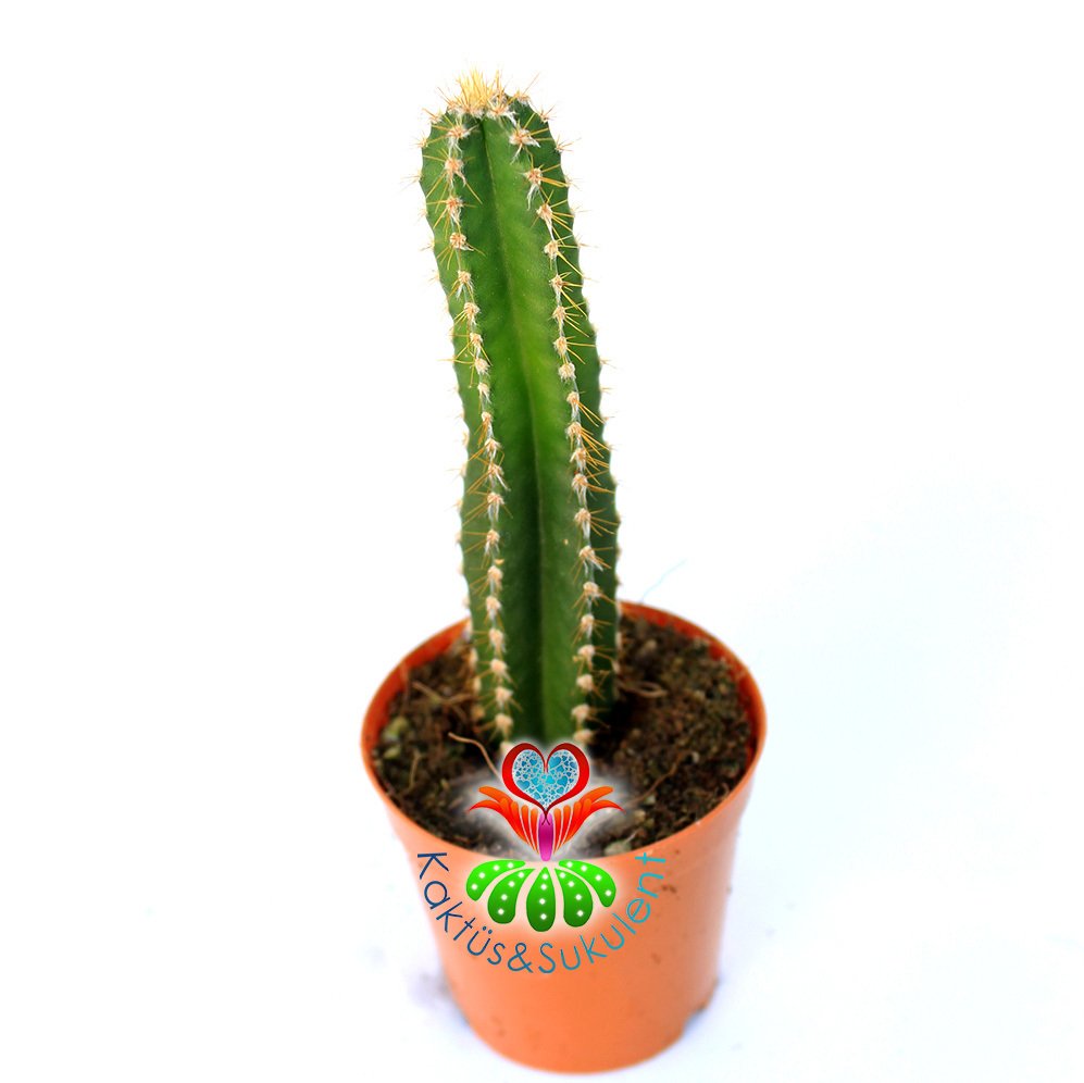 Cereus Peruvianus' Fairy Castle' Peri Kalesi Kaktüs-5,5 cm Saksıda