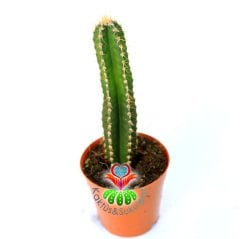 Cereus Peruvianus' Fairy Castle' Peri Kalesi Kaktüs-5,5 cm Saksıda