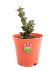 Euphorbia Erigavensis-Minik Sarı Çiçek Açar -5,5 cm Saksıda