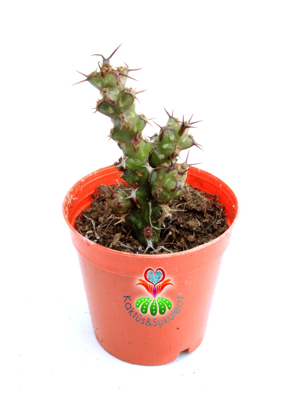 Euphorbia Erigavensis-Minik Sarı Çiçek Açar -5,5 cm Saksıda