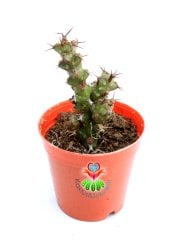 Euphorbia Erigavensis-Minik Sarı Çiçek Açar -5,5 cm Saksıda
