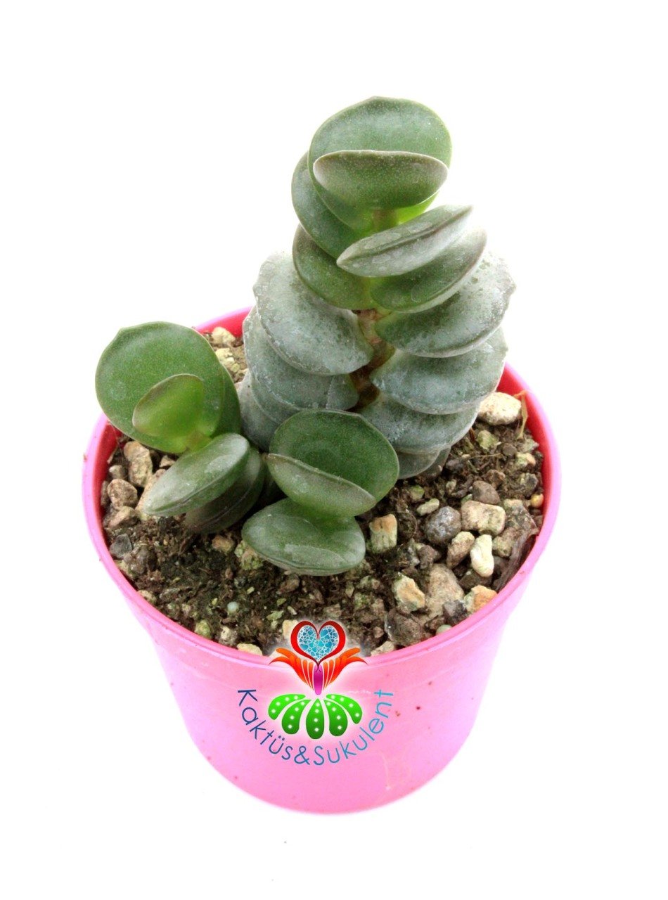 Adromischus Sub Distichus Sıradışı Kat kat Yapraklı Özel Tür Sukulent-6,5 cm Saksıda