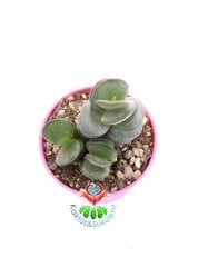 Adromischus Sub Distichus Sıradışı Kat kat Yapraklı Özel Tür Sukulent-6,5 cm Saksıda