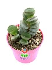 Adromischus Sub Distichus Sıradışı Kat kat Yapraklı Özel Tür Sukulent-6,5 cm Saksıda