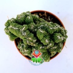 Kaktüs, Cereus sp. 'WILD CREST' -Sıradışı Nadir Formlu-10,5 cm saksıda