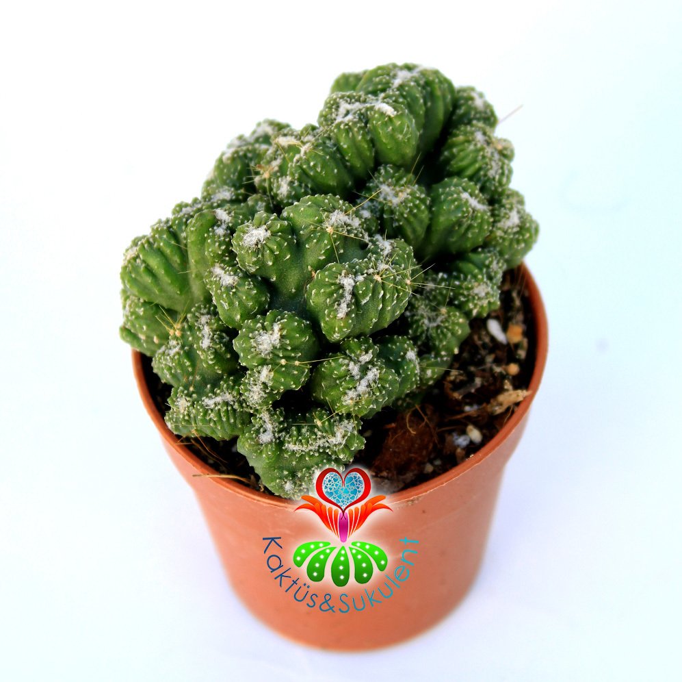 Kaktüs, Cereus sp. 'WILD CREST' -Sıradışı Nadir Formlu-10,5 cm saksıda