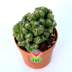 Kaktüs, Cereus sp. 'WILD CREST' -Sıradışı Nadir Formlu-10,5 cm saksıda