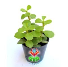 Carbon Temizleyici, Portulacaria Afra- Minik Yeşil Yapraklı-Bonsai-Yeşim Ağacı-5,5 cm saksıda-Teraryum,Kaktüs