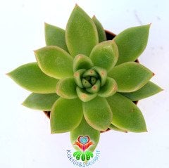 Echeveria Agavoides-Açık Yeşil Turuncu Renk Sert Yapraklı 5,5 cm Saksıda