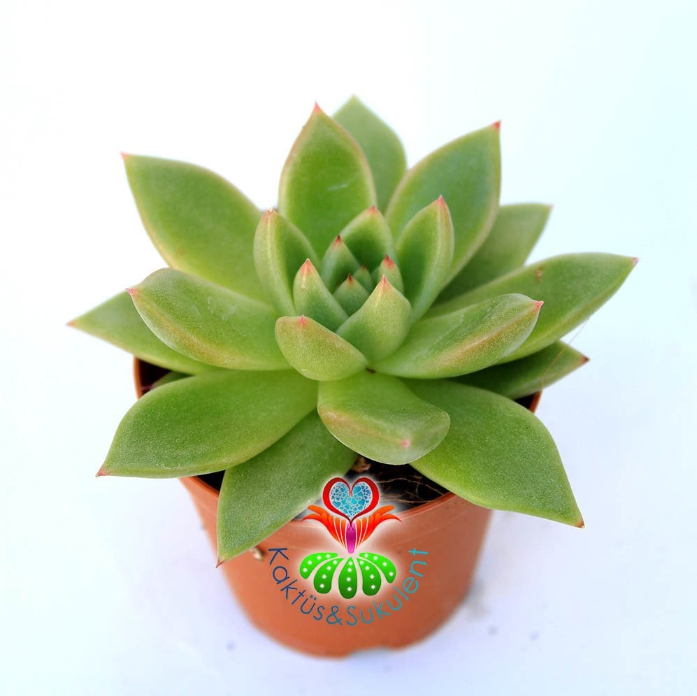 Echeveria Agavoides-Açık Yeşil Turuncu Renk Sert Yapraklı 5,5 cm Saksıda