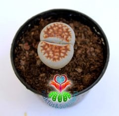 Lithops Karasmontana -Kırmızı Renk -5,5 cm Saksıda -Yaşayan Taş Kaktüs-Altıntaş-Sarı Renk Çiçek Açar