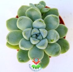 Echeveria Elegans-5,5 cm Saksıda-Mavi Yapraklı