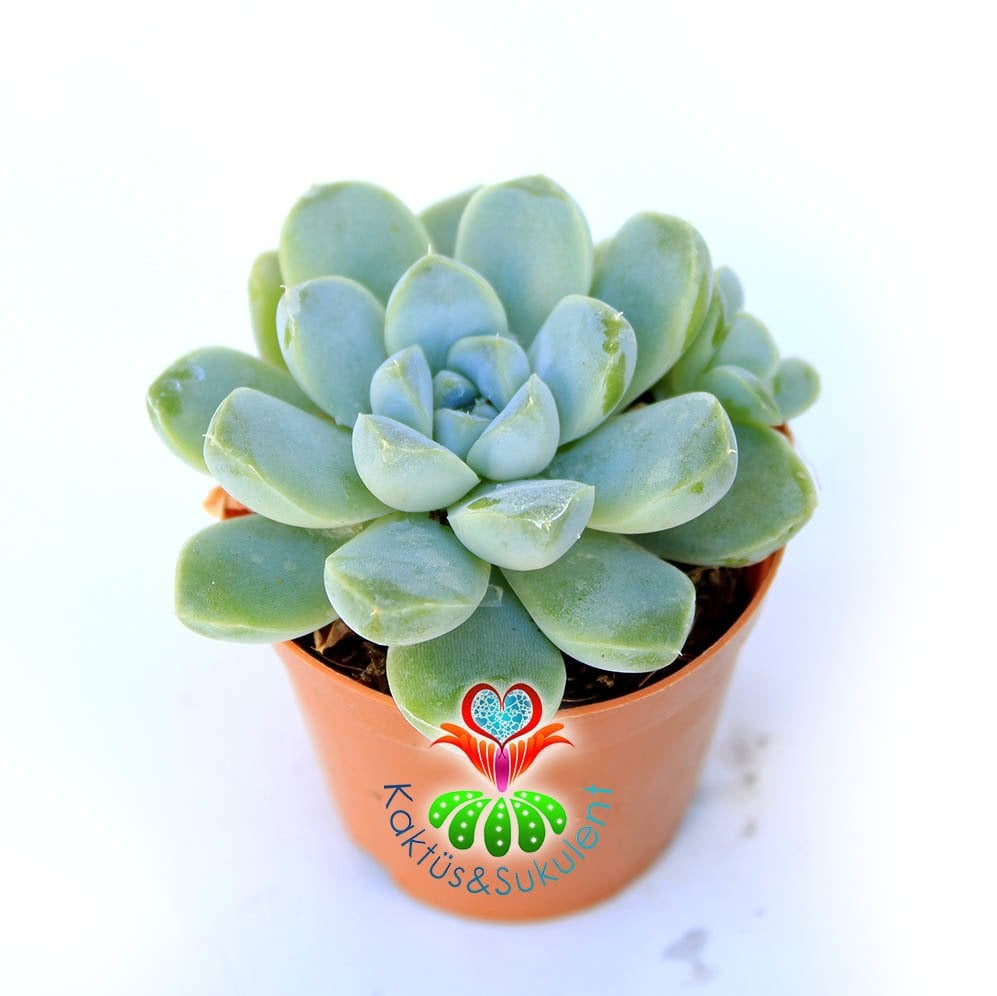 Echeveria Elegans-5,5 cm Saksıda-Mavi Yapraklı