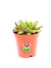 Echeveria Green Frog-5,5 cm Saksıda-Yeşil Kırmızı Uçlu Yapraklı