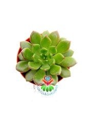 Echeveria Green Frog-5,5 cm Saksıda-Yeşil Kırmızı Uçlu Yapraklı