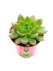 Echeveria Green Frog-5,5 cm Saksıda-Yeşil Kırmızı Uçlu Yapraklı