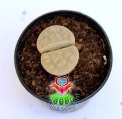Lithops Karasmontana -Krem Renk -5,5 cm Saksıda -Yaşayan Taş Kaktüs-Altıntaş-Sarı Renk Çiçek Açar
