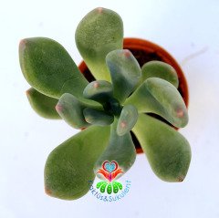 Echeveria Elegans Blue-5,5 cm Saksıda-Sıradışı Yapraklı