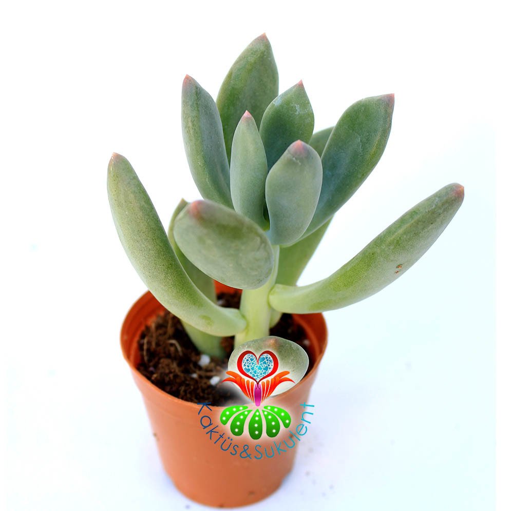 Echeveria Elegans Blue-5,5 cm Saksıda-Sıradışı Yapraklı