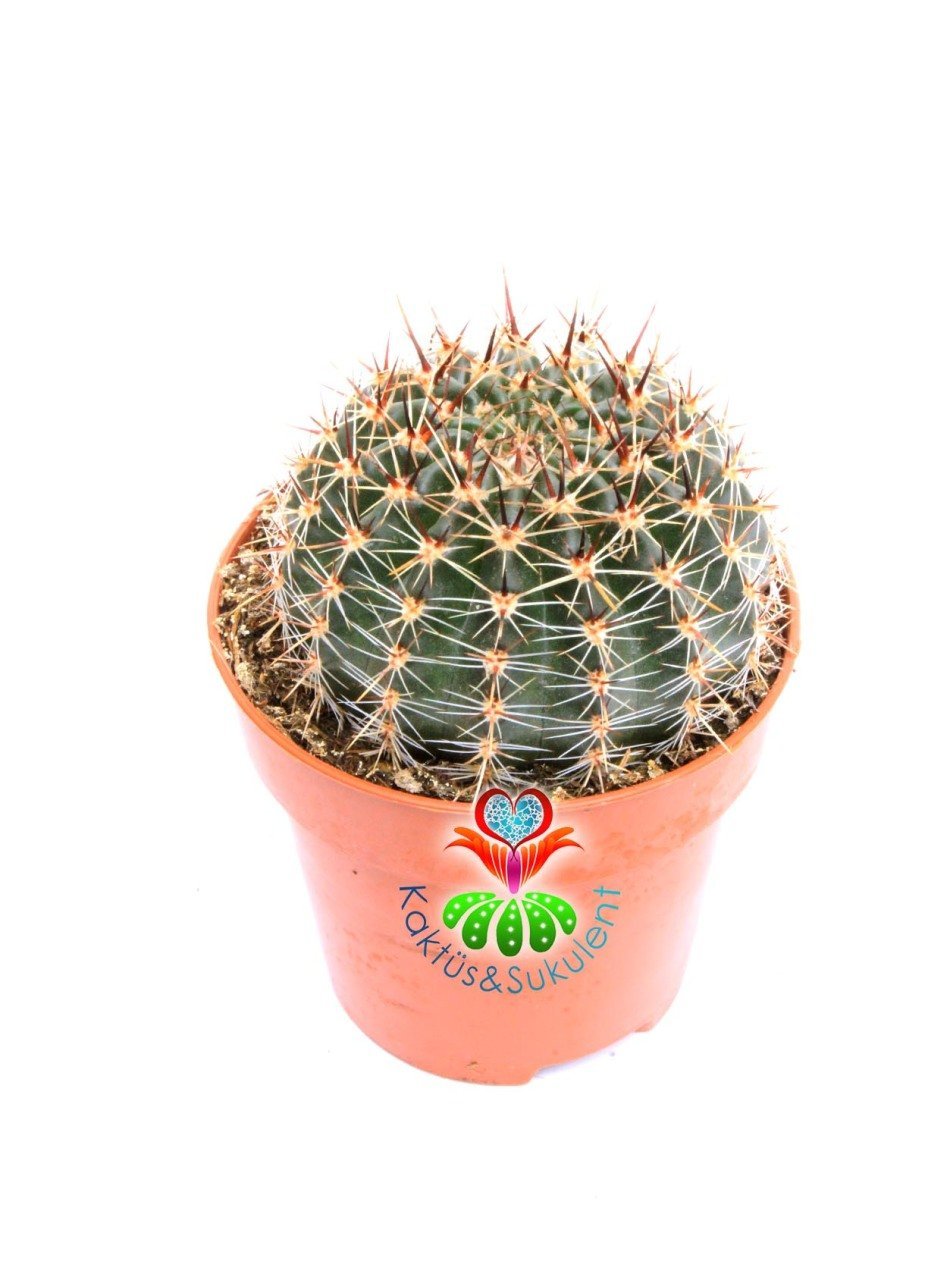 Echinopsis Hybrid -Büyük Sarı Renk Çiçek Açan Kaktüs 8,5 cm Saksıda