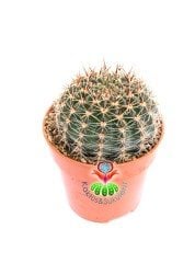 Echinopsis Hybrid -Büyük Sarı Renk Çiçek Açan Kaktüs 8,5 cm Saksıda