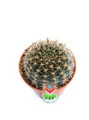 Echinopsis Hybrid -Büyük Sarı Renk Çiçek Açan Kaktüs 8,5 cm Saksıda