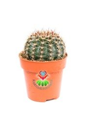 Echinopsis Hybrid -Büyük Sarı Renk Çiçek Açan Kaktüs 8,5 cm Saksıda