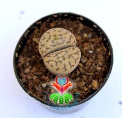 Lithops 'Avocado Cream'-Krem Renk -5,5 cm Saksıda -Yaşayan Taş Kaktüs-Altıntaş-Sarı Renk Çiçek Açar