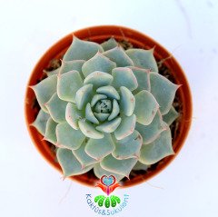 Echeveria Blue Minima-Minik Mavi Yapraklı-5,5 cm Saksıda