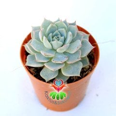 Echeveria Blue Minima-Minik Mavi Yapraklı-5,5 cm Saksıda