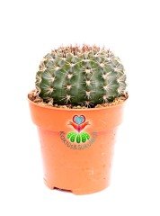 Echinopsis Hybrid -Büyük Kırmızı Renk Çiçek Açan Kaktüs 8,5 cm Saksıda