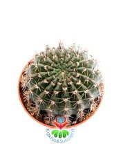 Echinopsis Hybrid -Büyük Kırmızı Renk Çiçek Açan Kaktüs 8,5 cm Saksıda