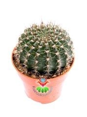 Echinopsis Hybrid -Büyük Kırmızı Renk Çiçek Açan Kaktüs 8,5 cm Saksıda