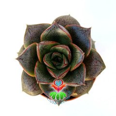 Echeveria Purpusorum-Mükemmel Simetrik Formda- 5,5 cm saksıda ithal ürün