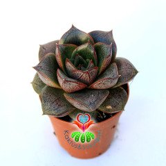 Echeveria purpusorum White