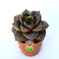 Echeveria Purpusorum-Mükemmel Simetrik Formda- 5,5 cm saksıda ithal ürün