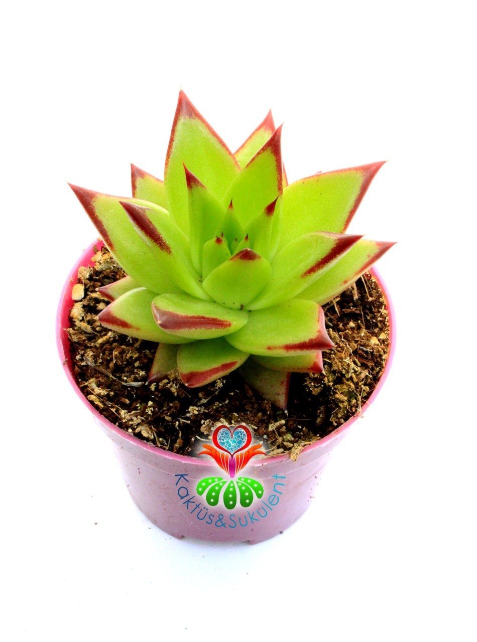Echeveria Agavoides 'Lipstick' Red Edge (Ruj)-Güneşte Yaprak Uçları Kızarır -8,5 cm saksıda