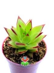 Echeveria Agavoides 'Lipstick' Red Edge (Ruj)-Güneşte Yaprak Uçları Kızarır -8,5 cm saksıda