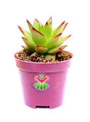 Echeveria Agavoides 'Lipstick' Red Edge (Ruj)-Güneşte Yaprak Uçları Kızarır -8,5 cm saksıda