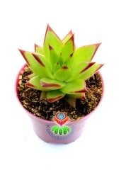 Echeveria Agavoides 'Lipstick' Red Edge (Ruj)-Güneşte Yaprak Uçları Kızarır -8,5 cm saksıda