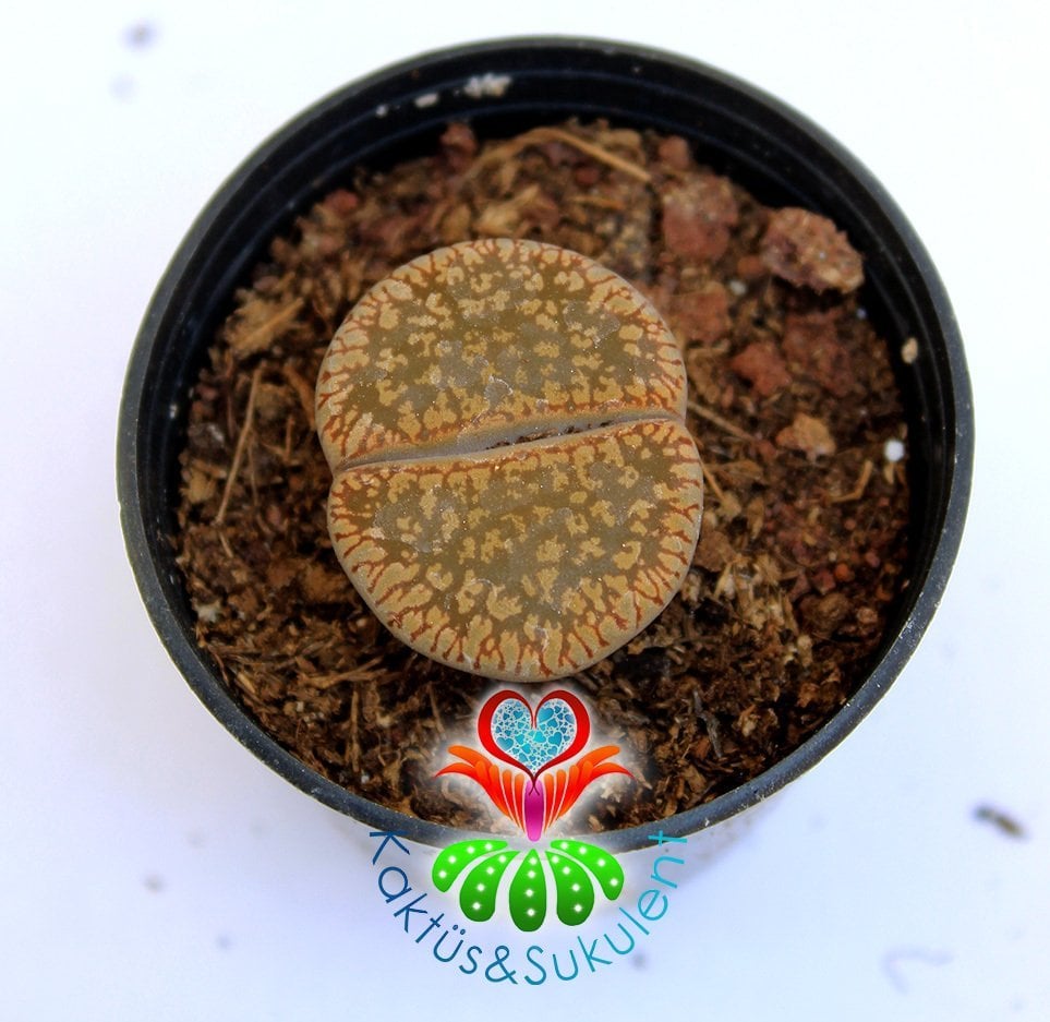 Lithops Hallii -Kahverengi Renk -5,5 cm Saksıda -Yaşayan Taş Kaktüs-Altıntaş-Sarı Renk Çiçek Açar