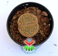 Lithops Hallii -Kahverengi Renk -5,5 cm Saksıda -Yaşayan Taş Kaktüs-Altıntaş-Sarı Renk Çiçek Açar