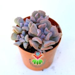 Echeveria Cubic Frost- 5,5 cm Saksıda-Kıvrık Yapraklı