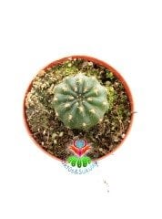 Matucana Polzii -5,5 cm Saksıda-Kırmızı Renk Çiçek Açar