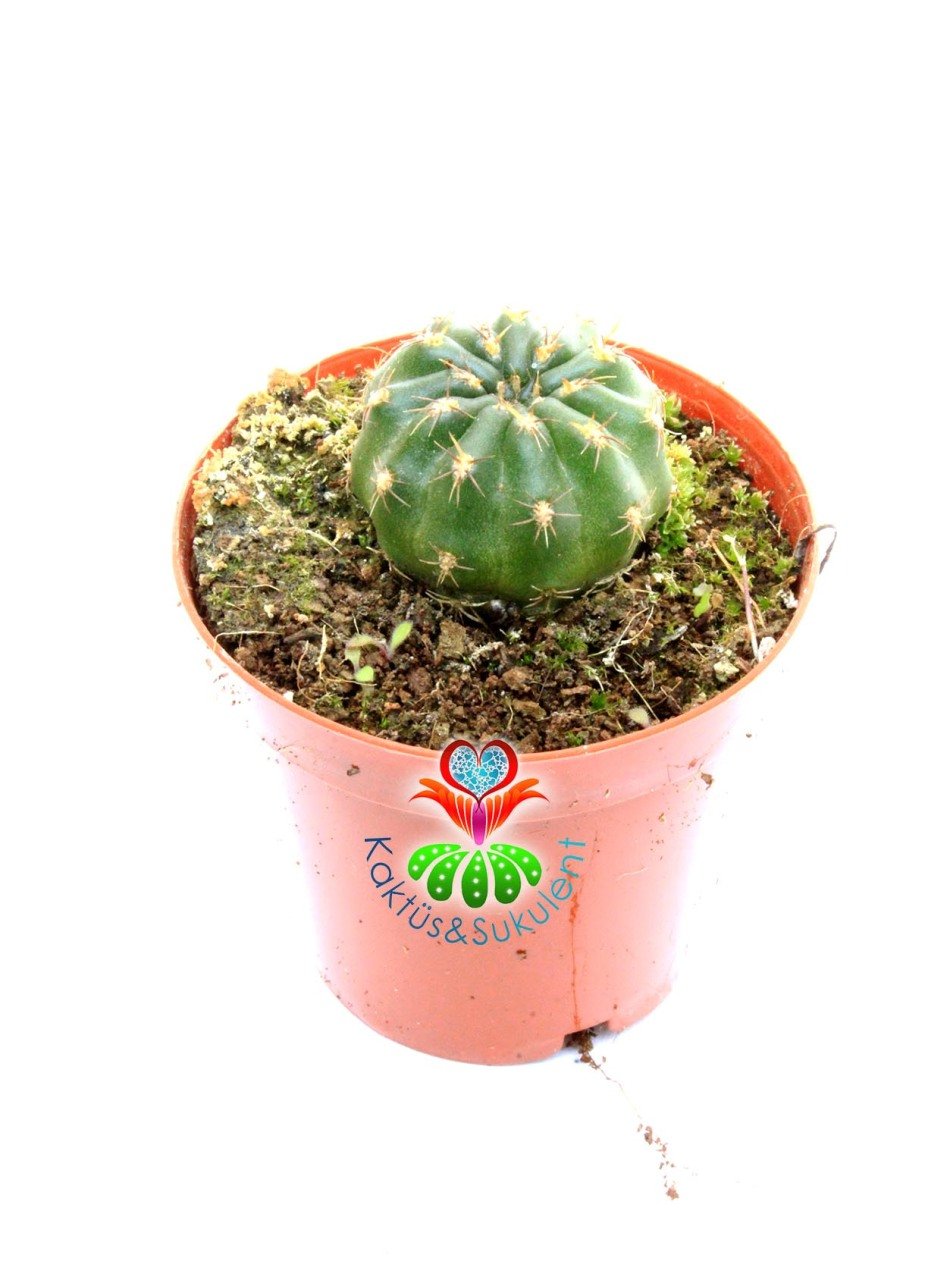 Matucana Polzii -5,5 cm Saksıda-Kırmızı Renk Çiçek Açar