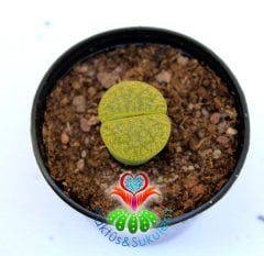 Lithops 'Ventergreen' -Yeşil Renk -5,5 cm Saksıda -Yaşayan Taş Kaktüs-Altıntaş-Sarı Renk Çiçek Açar
