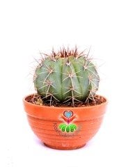 Melocactus Azureus-Mavi Renk Yuvarlak Formlu Kaktüs-15 cm Saksıda