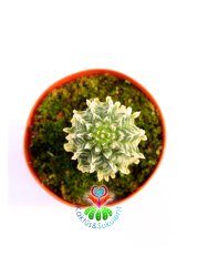 Euphorbia Mammillaris Variegata-Beyaz Renkli -5,5cm Saksıda