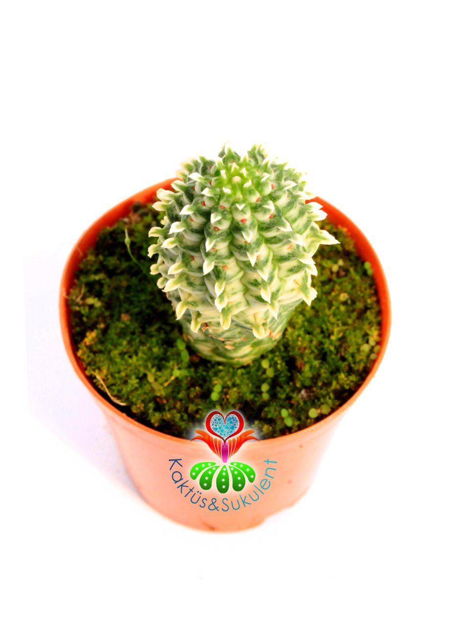 Euphorbia Mammillaris Variegata-Beyaz Renkli -5,5cm Saksıda