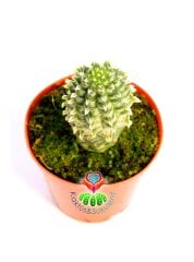 Euphorbia Mammillaris Variegata-Beyaz Renkli -5,5cm Saksıda